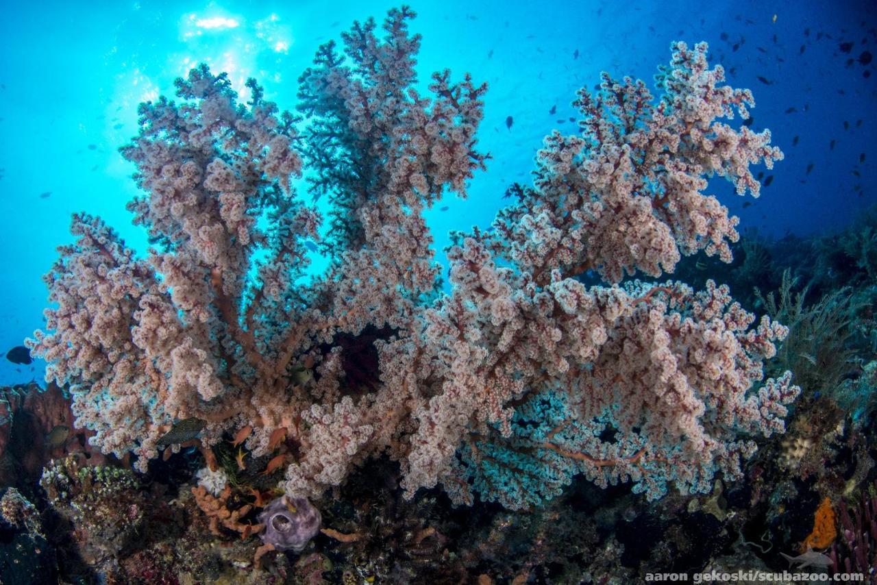 Atauro Dive Resort Beloi Bagian luar foto
