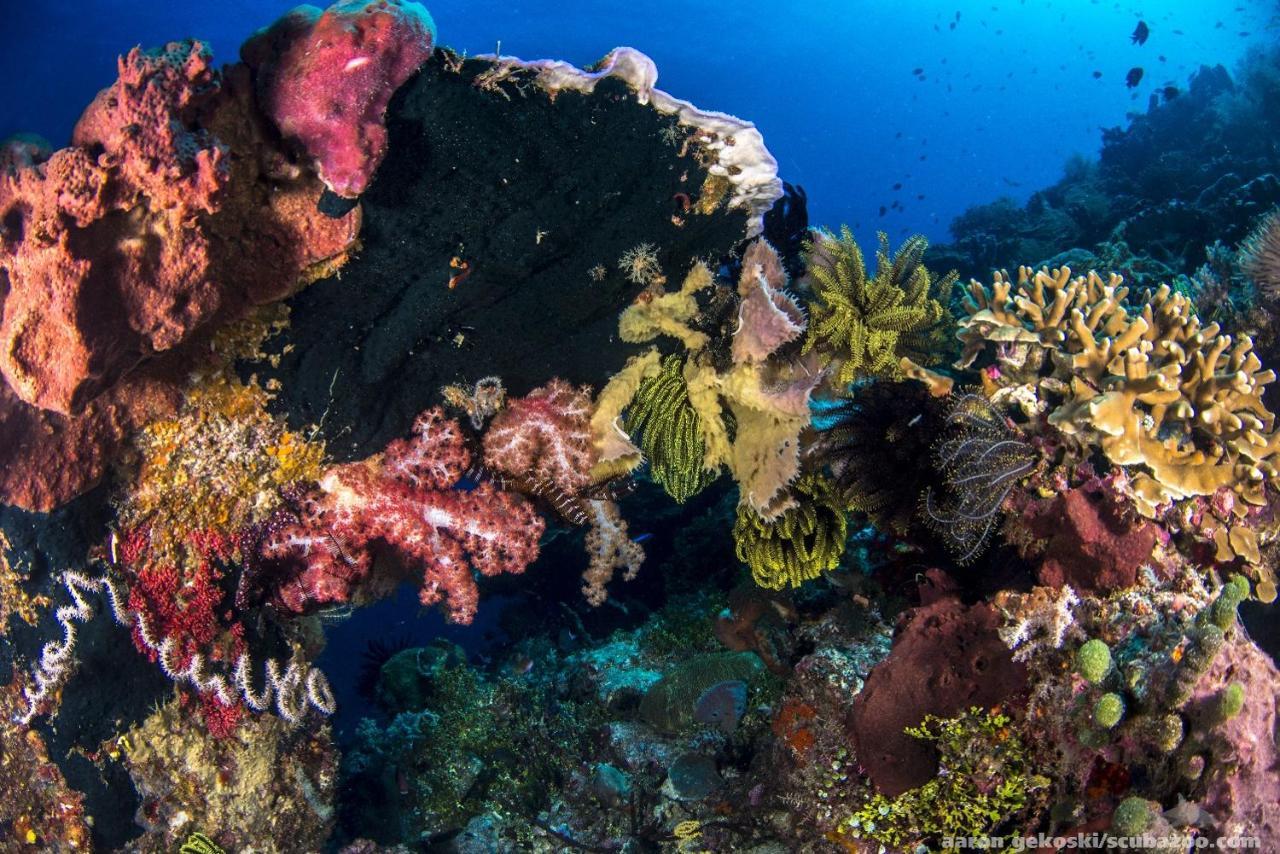 Atauro Dive Resort Beloi Bagian luar foto
