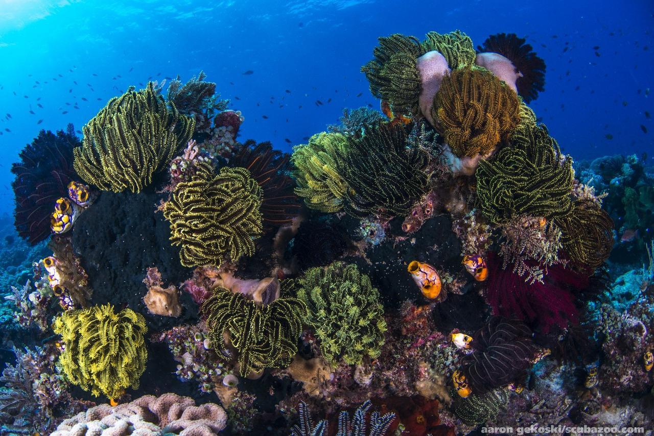 Atauro Dive Resort Beloi Bagian luar foto