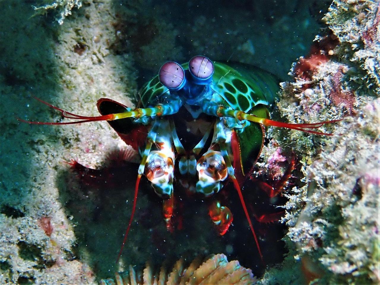 Atauro Dive Resort Beloi Bagian luar foto